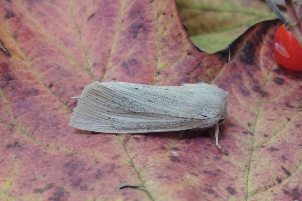 Large Wainscot (Rhizedra lutosa), adult. Saltholme, 30-10-2022. Copyright Ed Pritchard.