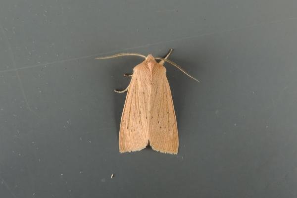 Large Wainscot (Rhizedra lutosa), adult. Saltholme, 22-08-2018. Copyright Ed Pritchard. Large Wainscot (Rhizedra lutosa), adult. Saltholme, 22-08-2018. Copyright Ed Pritchard.