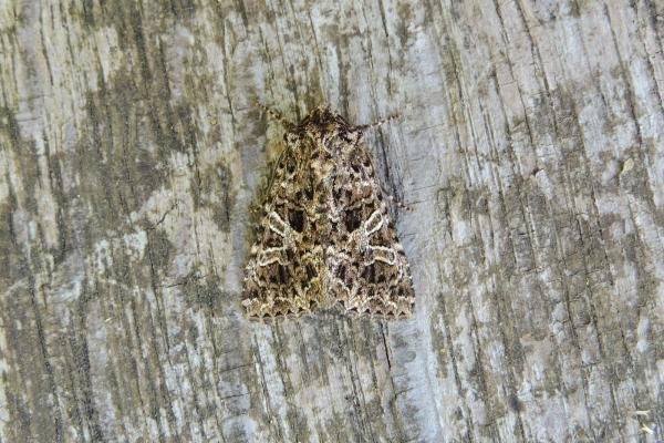 Lychnis (Hadena bicruris), adult. Saltholme, 16-06-2022. Copyright Ed Pritchard.