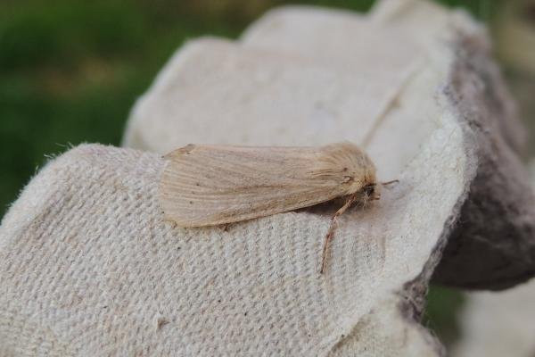 Lyme Grass (Longalatedes elymi), adult. Stockton, 30-06-2019. Copyright Ed Pritchard. Lyme Grass (Longalatedes elymi), adult. Stockton, 30-06-2019. Copyright Ed Pritchard.
