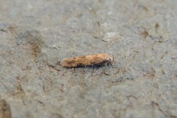 Mompha epilobiella, adult. Saltholme, 29-01-2023. Copyright Ed Pritchard.