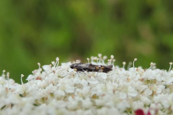 Mompha raschkiella, adult. Saltholme, 14-07-2020. Copyright Ed Pritchard.