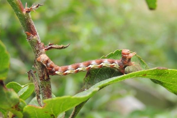 Mottled Umber (Erannis defoliaria), larval. Saltholme, 18-06-2023. Copyright Ed Pritchard.