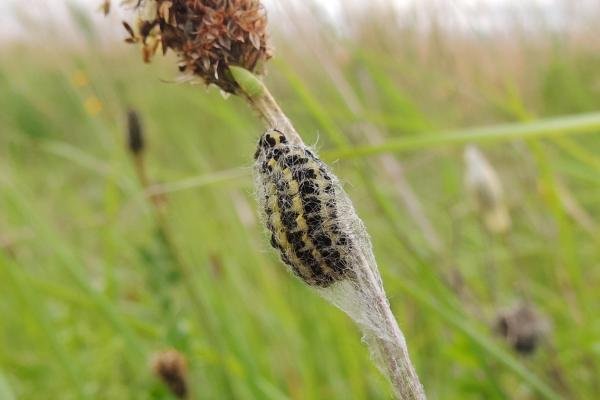 Narrow-bordered Five-spot Burnet (Zygaena lonicerae), larval. Saltholme, 30-05-2019. Copyright Ed Pritchard.