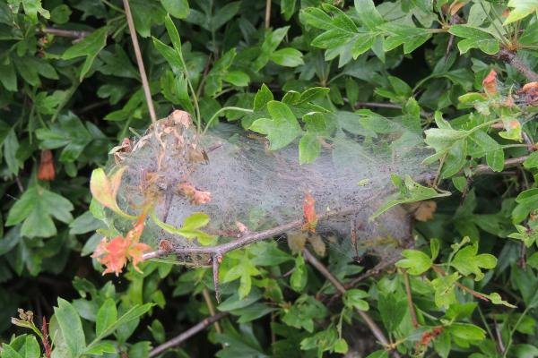 Orchard Ermine (Yponomeuta padella), larval web. Saltholme, 15-05-2024. Copyright Ed Pritchard.