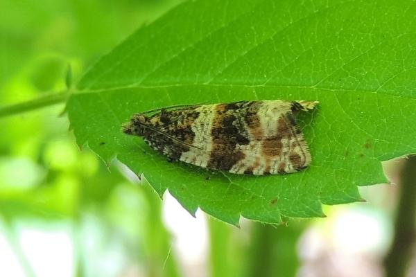 Orthotaenia undulana, adult. 03-06-2023. Copyright Ed Pritchard. Orthotaenia undulana, adult. 03-06-2023. Copyright Ed Pritchard.