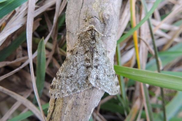 Pale Brindled Beauty (Phigalia pilosaria), adult. Saltholme, 26-03-2018. Copyright Ed Pritchard. Pale Brindled Beauty (Phigalia pilosaria), adult. Saltholme, 26-03-2018. Copyright Ed Pritchard.
