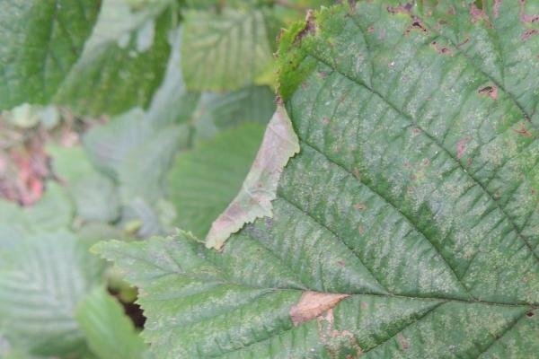 Parornix devoniella, leaf fold. Saltholme, 08-10-2023. Copyright Ed Pritchard.