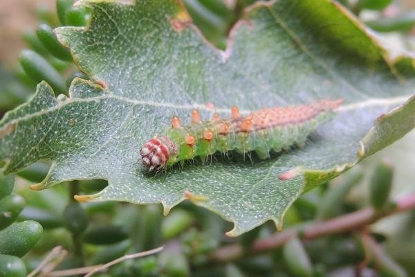 Pebble Hook-tip (Drepana falcataria), larval. Saltholme, 22-09-2024. Copyright Ed Pritchard.