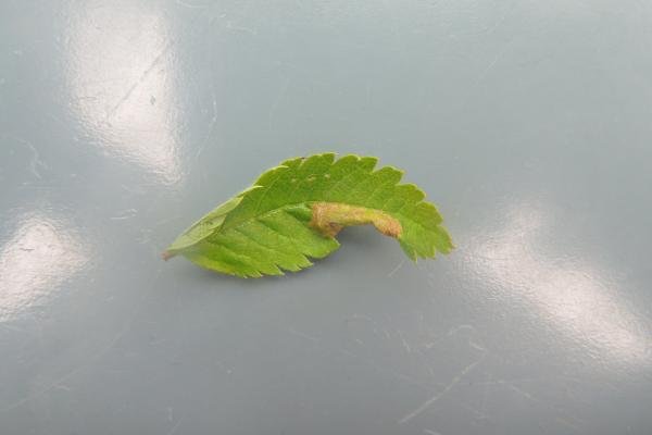 Phyllonorycter sorbi, mine. Saltholme, 30-09-2023. Copyright Ed Pritchard. Phyllonorycter sorbi, mine. Saltholme, 30-09-2023. Copyright Ed Pritchard.
