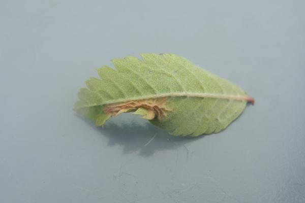 Phyllonorycter sorbi, mine. Saltholme, 30-09-2023. Copyright Ed Pritchard. Phyllonorycter sorbi, mine. Saltholme, 30-09-2023. Copyright Ed Pritchard.