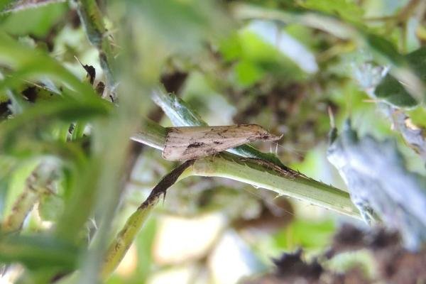 Pinion-streaked Snout (Schrankia costaestrigalis), adult. Saltholme, 03-09-2023. Copyright Ed Pritchard.