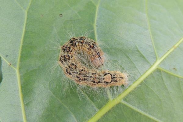 Poplar Grey (Subacronicta megacephala), larval. Port Clarence, 08-08-2022. Copyright Ed Pritchard.
