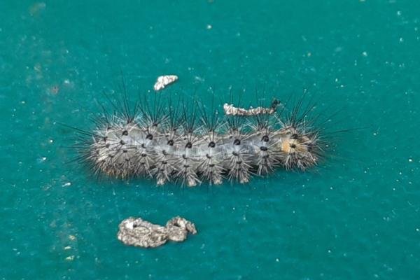 Ruby Tiger (Phragmatobia fuliginosa), larval. Saltholme, 05-07-2022. Copyright Ed Pritchard.