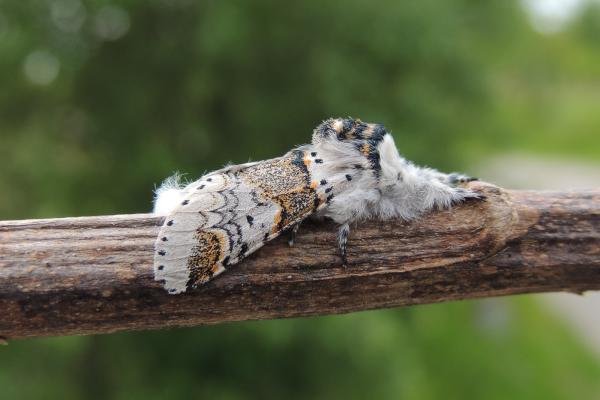 Sallow Kitten (Furcula furcula), adult. Saltholme, 23-06-2019. Copyright Ed Pritchard. Sallow Kitten (Furcula furcula), adult. Saltholme, 23-06-2019. Copyright Ed Pritchard.
