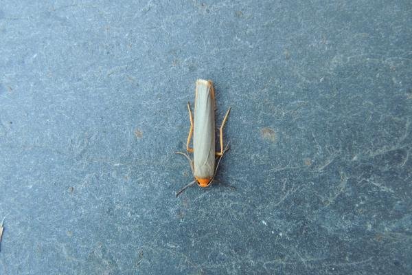 Scarce Footman (Eilema complana), adult. Stockton, 15-07-2018. Copyright Ed Pritchard. Scarce Footman (Eilema complana), adult. Stockton, 15-07-2018. Copyright Ed Pritchard.