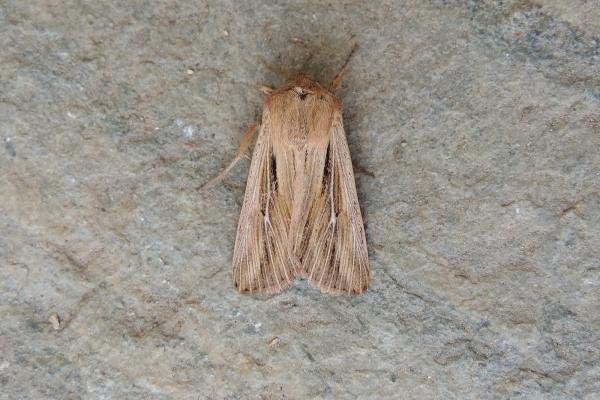Shoulder-striped Wainscot (Leucania comma), adult. Saltholme, 07-06-2021. Copyright Ed Pritchard. Shoulder-striped Wainscot (Leucania comma), adult. Saltholme, 07-06-2021. Copyright Ed Pritchard.