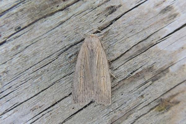 Silky Wainscot (Chilodes maritima), adult. Saltholme, 25-06-2020. Copyright Ed Pritchard.
