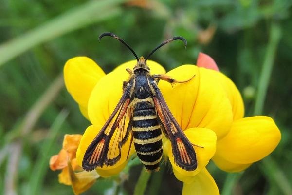 Six-belted Clearwing (Bembecia ichneumoniformis), adult. Saltholme, 28-06-2022. Copyright Ed Pritchard.