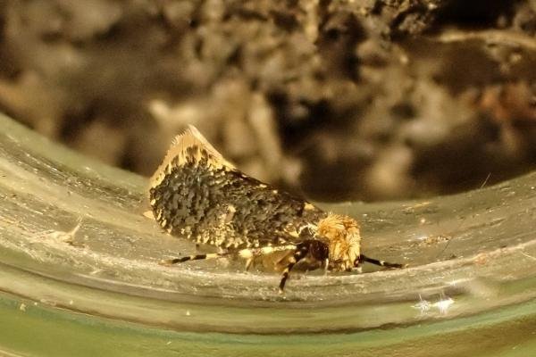 Skin Moth (Monopis laevigella), adult. Saltholme, 22-01-2025. Copyright Ed Pritchard.