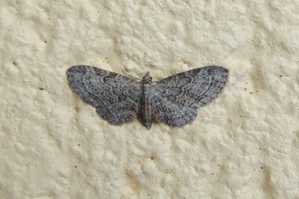 Slender Pug (Eupithecia tenuiata), adult. Saltholme, 07-07-2023. Copyright Ed Pritchard.
