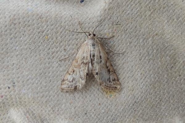 Small China-mark (Cataclysta lemnata), adult. Saltholme, 14-08-2022. Copyright Ed Pritchard. Small China-mark (Cataclysta lemnata), adult. Saltholme, 14-08-2022. Copyright Ed Pritchard.
