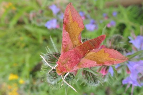 Small Elephant Hawk-moth (Deilephila porcellus), adult. Saltholme, 23-06-2016. Copyright Ed Pritchard.