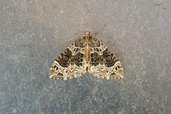 Small Phoenix (Ecliptopera silaceata), adult. Stockton, 27-05-2019. Copyright Ed Pritchard.