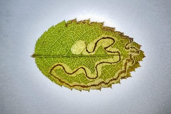 Rose Leaf Miner (Stigmella anomalella), mine. High Clarence, 30-11-2024. Copyright Ed Pritchard.