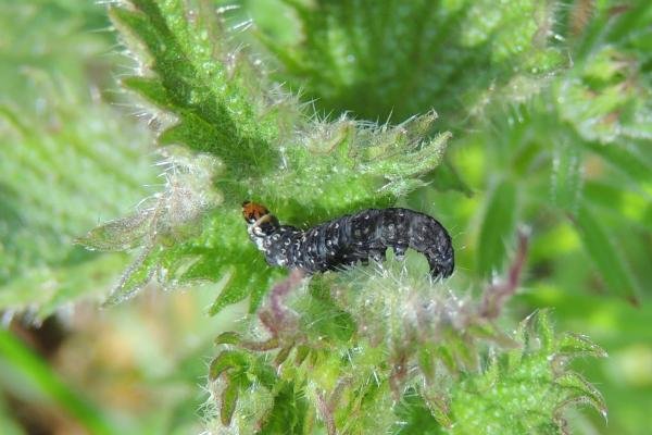 Timothy Tortrix (Zelotherses paleana), larval. Saltholme, 06-05-2023. Copyright Ed Pritchard.