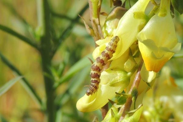 Toadflax Pug (Eupithecia linariata), larval. Saltholme, 10-07-2023. Copyright Ed Pritchard.