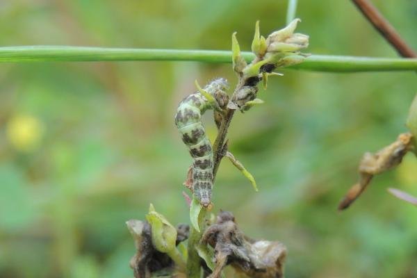 Toadflax Pug (Eupithecia linariata), larval. Saltholme, 03-08-2023. Copyright Ed Pritchard.