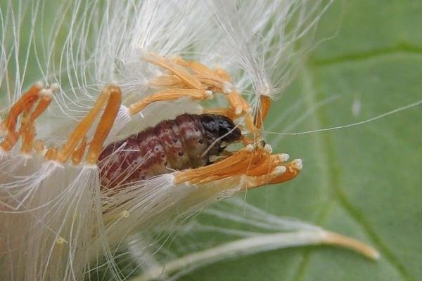 Triangle Plume (Platyptilia gonodactyla), larval. Saltholme, 14-05-2023. Copyright Ed Pritchard.