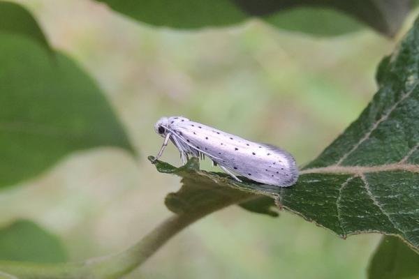 Willow Ermine (Yponomeuta rorrella), adult. 21-07-2024. Copyright Ed Pritchard. Willow Ermine (Yponomeuta rorrella), adult. 21-07-2024. Copyright Ed Pritchard.