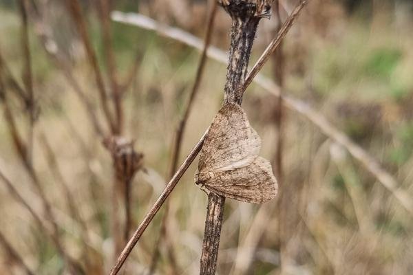 Winter Moth (Operophtera brumata), adult. Saltholme, 04-12-2024. Copyright Ed Pritchard.