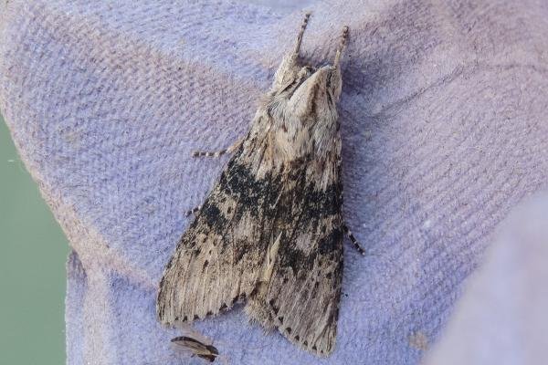 Wormwood (Cucullia absinthii), adult. Saltholme, 10-08-2021. Copyright Ed Pritchard. Wormwood (Cucullia absinthii), adult. Saltholme, 10-08-2021. Copyright Ed Pritchard.