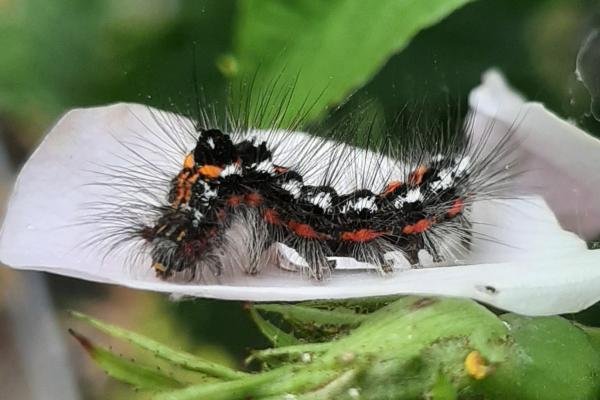 Yellow-tail (Euproctis similis), larval. Stockton, 05-06-2022. Copyright Ed Pritchard.