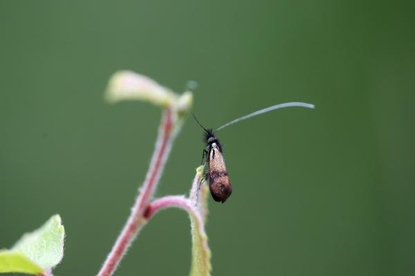Nemophora minimella, adult. Black Plantation, 08-07-2024. Copyright Jonathan Wallace. Nemophora minimella, adult. Black Plantation, 08-07-2024. Copyright Jonathan Wallace.