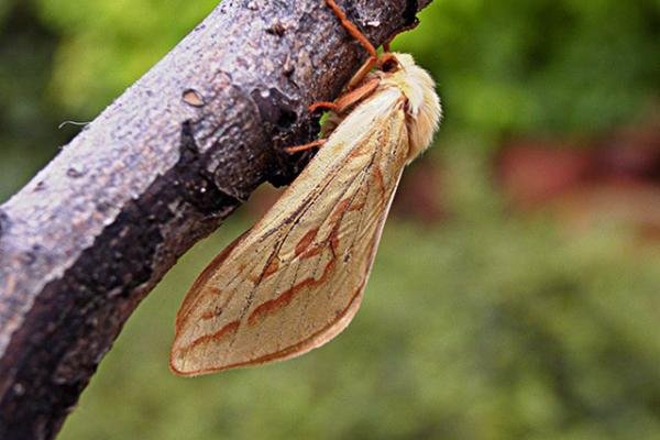 Ghost Moth (Hepialus humuli), adult, female. Taken outside Durham. Copyright Keith Dover.