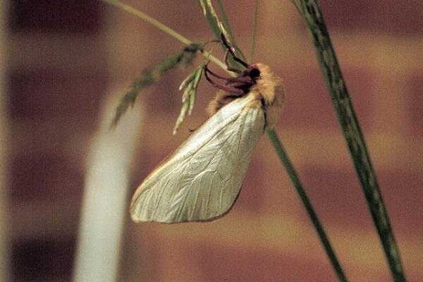 Ghost Moth (Hepialus humuli), adult, male. Copyright Keith Dover.