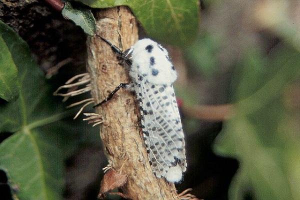 Leopard Moth (Zeuzera pyrina), adult. Copyright Keith Dover.