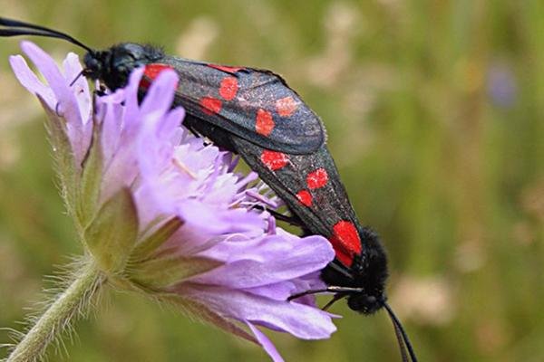 Six-spot Burnet (Zygaena filipendulae), adult. Taken outside Durham. Copyright Keith Dover.