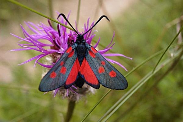 Narrow-bordered Five-spot Burnet (Zygaena lonicerae), adult. Copyright Keith Dover. Narrow-bordered Five-spot Burnet (Zygaena lonicerae), adult. Copyright Keith Dover.
