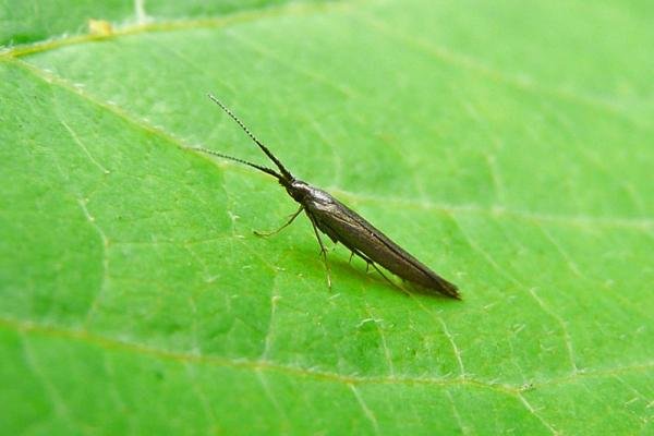 Coleophora mayrella, adult. Chester-le-Street, 18-07-2012. Copyright Keith Dover.