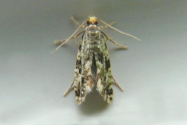 Cork Moth (Nemapogon cloacella), adult. Chester-le-Street, 01-08-2008. Copyright Keith Dover. Cork Moth (Nemapogon cloacella), adult. Chester-le-Street, 01-08-2008. Copyright Keith Dover.