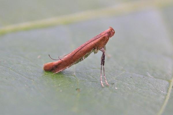 Caloptilia rufipennella, adult. Chester-le-Street. Copyright Keith Dover.