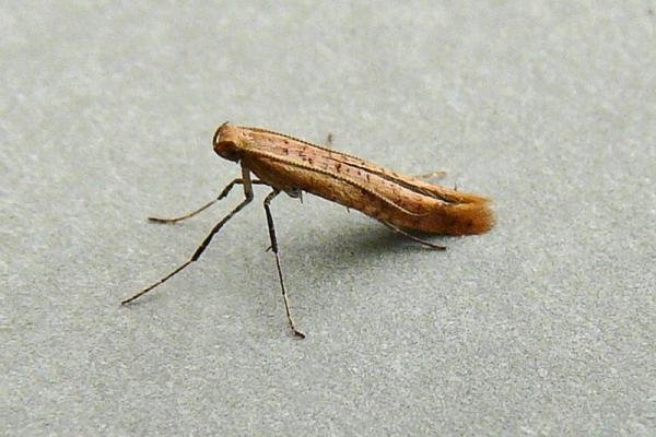 Caloptilia rufipennella, adult. Chester-le-Street, 28-04-2010. Copyright Keith Dover.