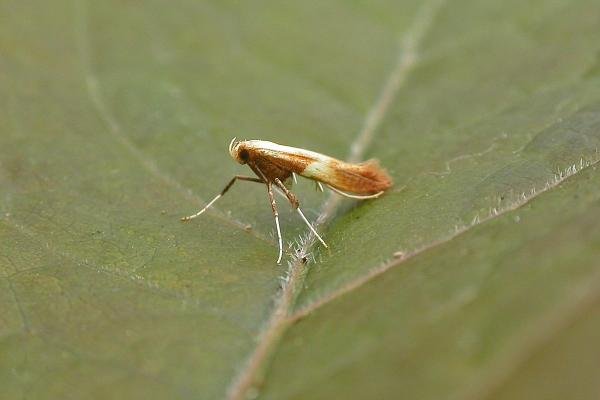 Caloptilia robustella, adult. Chester-le-Street, 19-07-2015. Copyright Keith Dover. Caloptilia robustella, adult. Chester-le-Street, 19-07-2015. Copyright Keith Dover.