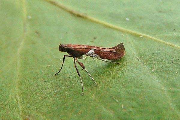 Caloptilia stigmatella, adult. Chester-le-Street, 14-03-2012. Copyright Keith Dover. Caloptilia stigmatella, adult. Chester-le-Street, 14-03-2012. Copyright Keith Dover.
