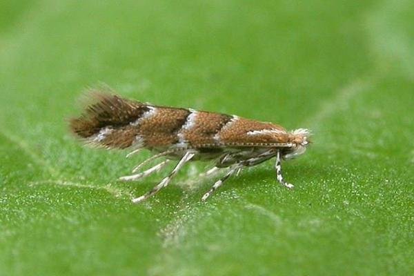 Cameraria ohridella, adult. Copyright Keith Dover. Cameraria ohridella, adult. Copyright Keith Dover.